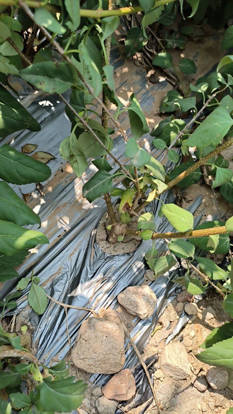 高产3号药用连翘苗