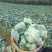 平包奥奇丽奥奇娜大量大货