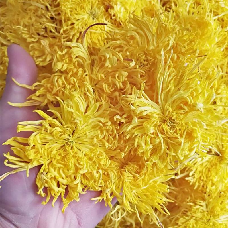 金丝皇菊，金丝菊，黄菊花，500克包邮，安国发货。