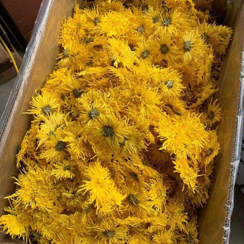 金丝皇菊，金丝菊，黄菊花，500克包邮，安国发货。