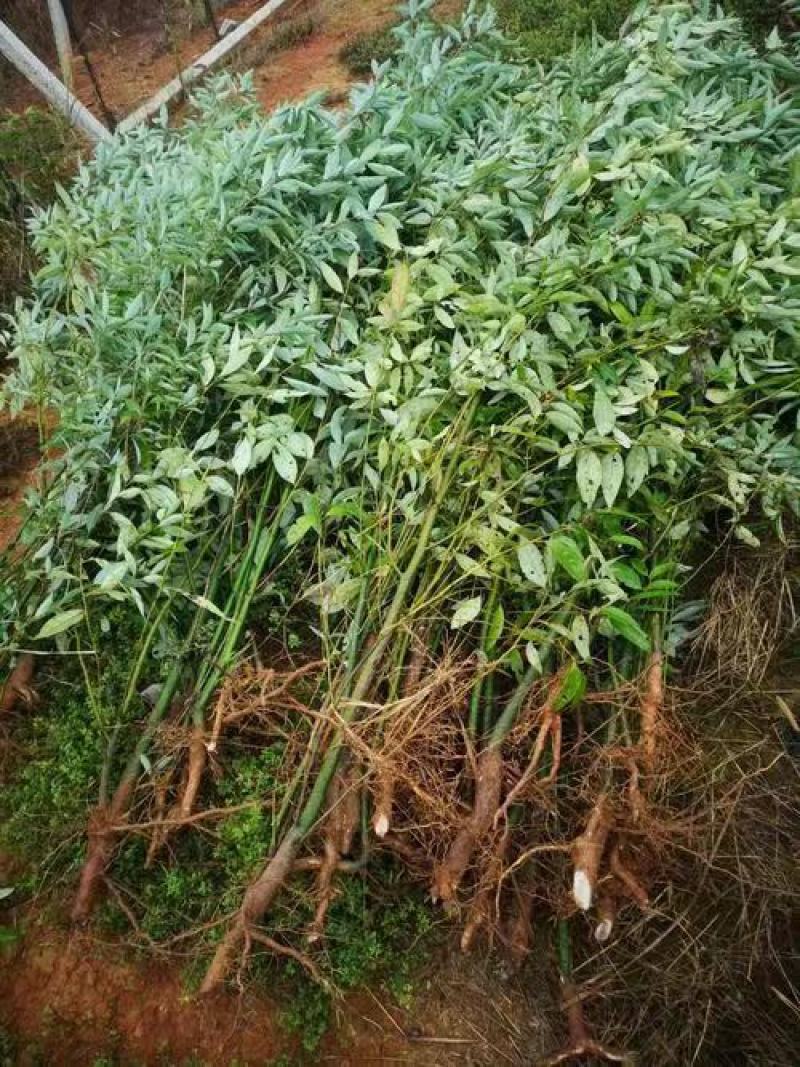 【山胡椒苗】产地批发一手货源品质保证量大从优