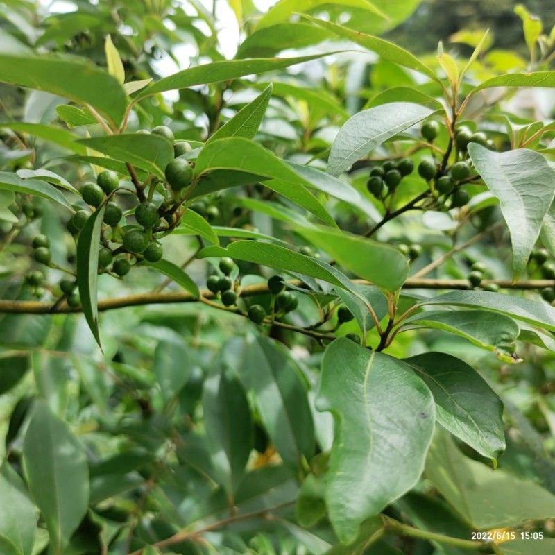 【山胡椒苗】产地批发一手货源品质保证量大从优