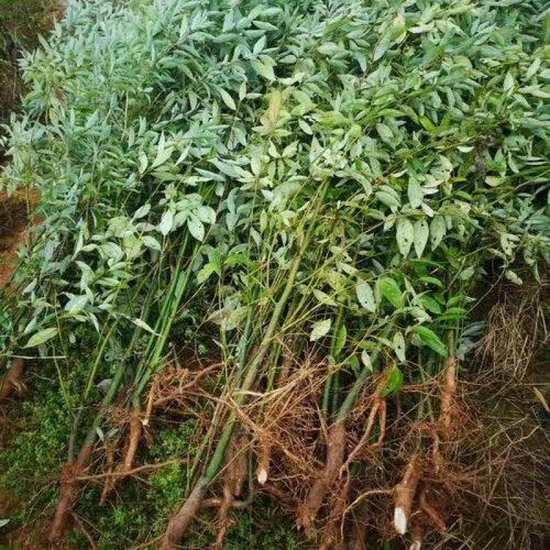 【山胡椒苗】产地批发一手货源品质保证量大从优