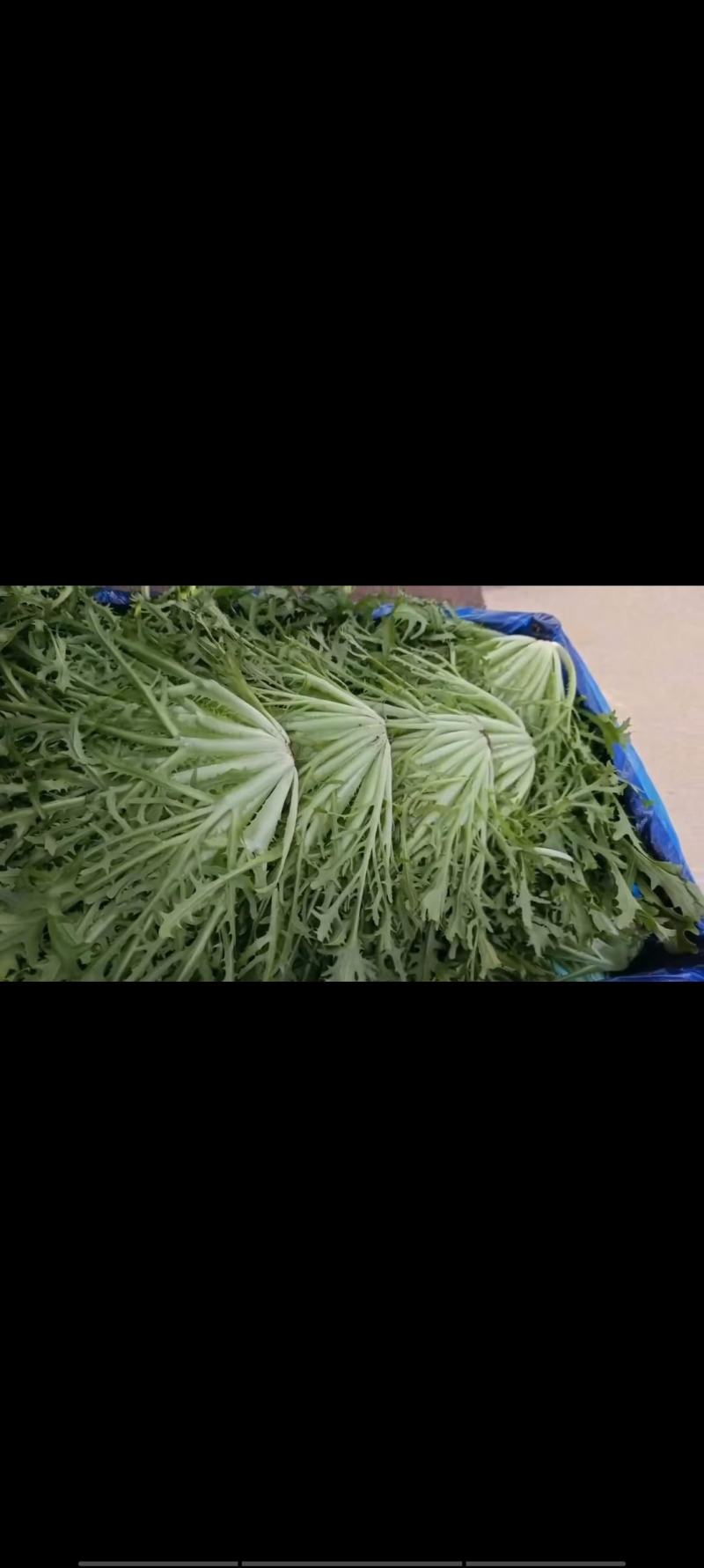 精品苦菊沈阳苦菊产地直供对接电商团购批发商