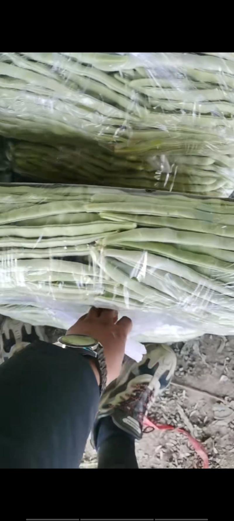 白豆角，白条豆角豆王产地直供量大从优全国发货