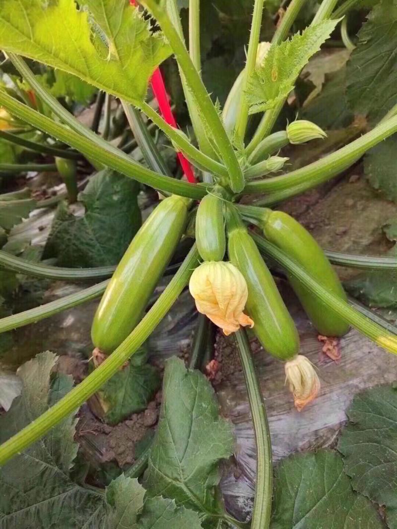 沈阳西葫芦角瓜产地直发货源充足保质保量电话咨询