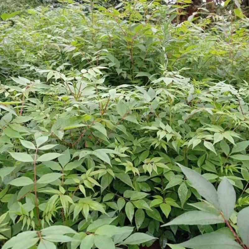 【产地批发】精选黄柏苗视频选货量大从优品质保证