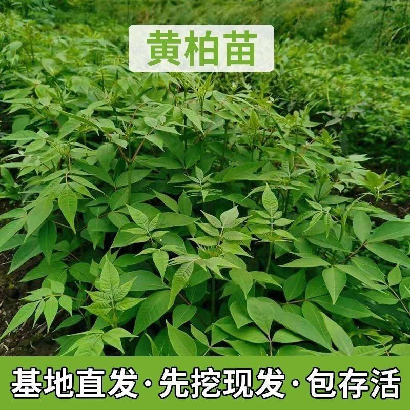 【产地批发】精选黄柏苗视频选货量大从优品质保证
