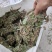 狸尾草2025年10月新货干货青靓有花，广东省快递包邮‘