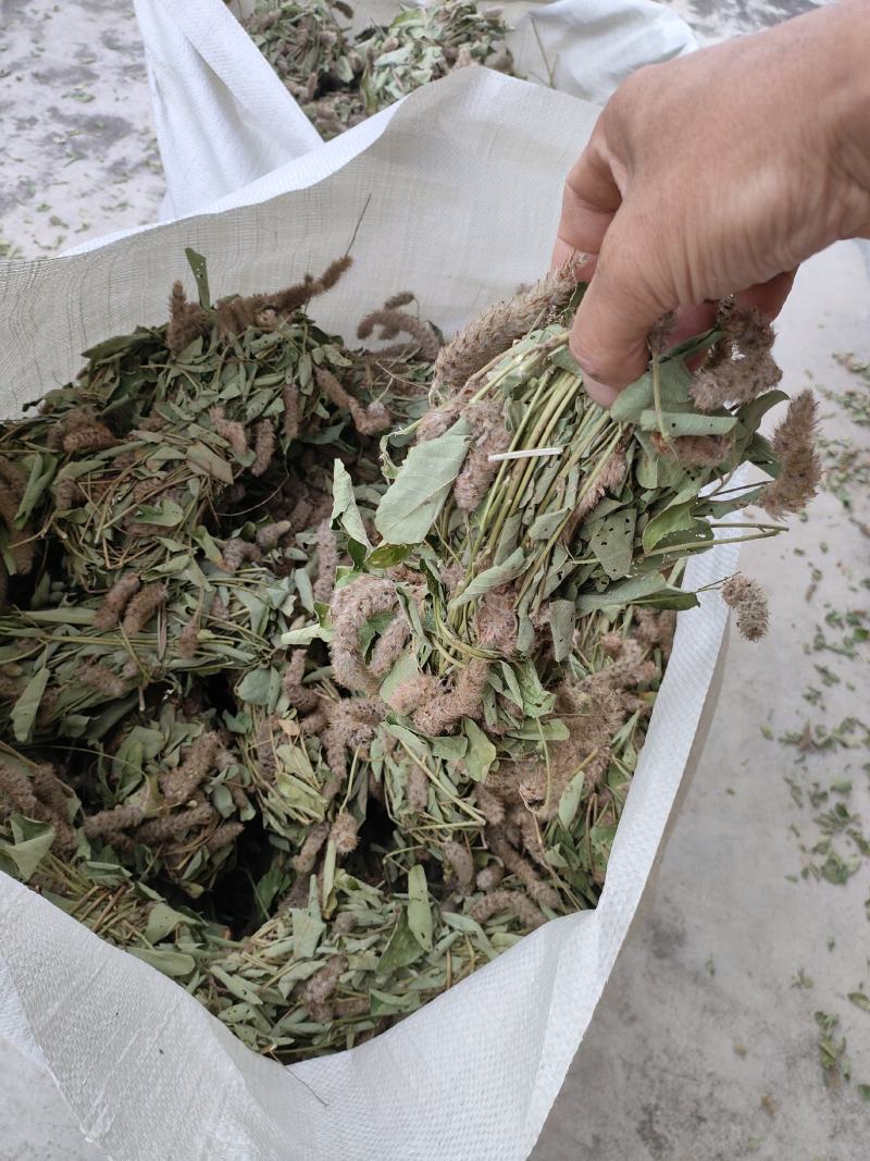 狸尾草2025年10月新货干货青靓有花，广东省快递包邮‘