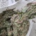 狸尾草2025年10月新货干货青靓有花，广东省快递包邮‘