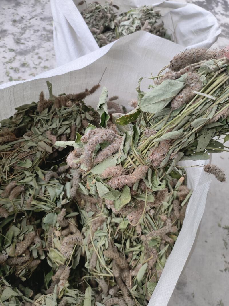 狸尾草2025年10月新货干货青靓有花，广东省快递包邮‘