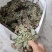 狸尾草2025年10月新货干货青靓有花，广东省快递包邮‘