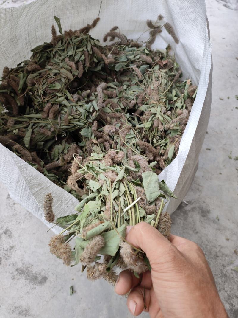 狸尾草2025年10月新货干货青靓有花，广东省快递包邮‘