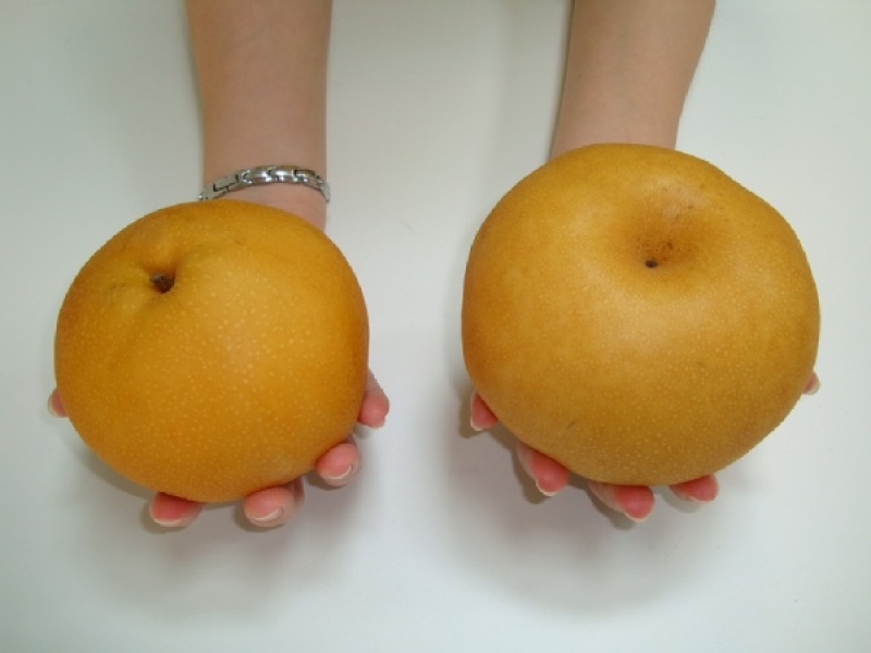 梨300~350g纸袋