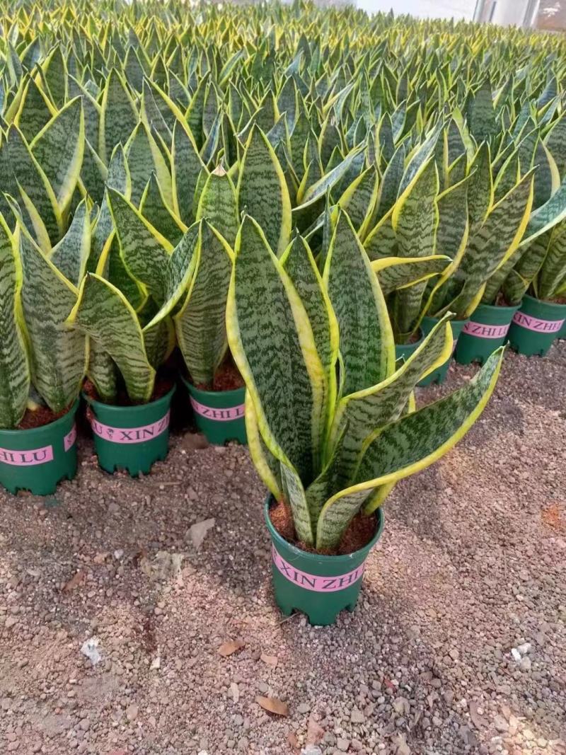 虎皮兰矮脚品种3棵组合各种规格齐全基地批发价