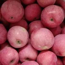 甘肃天水甘谷红富士苹果大量供应新鲜采摘对接全国市场