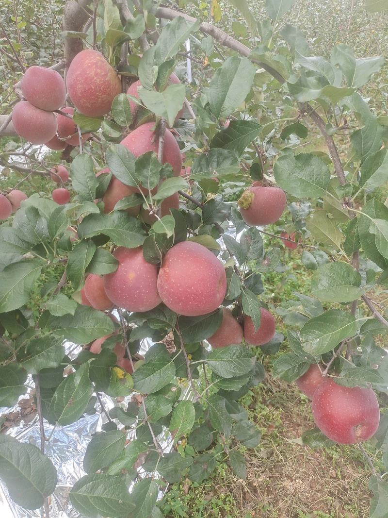 四川大凉山盐源苹果