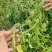 优质西洋菜种种苗