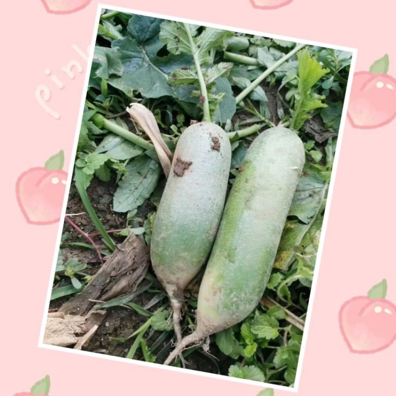 水果萝卜