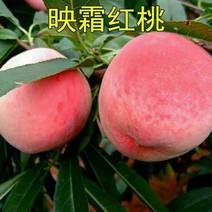 山东桃子平度精品映霜红桃上市品质保证欢迎参观
