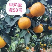 爱媛58新品种枝条比普通爱媛橙早熟一个月果大味甜易剥皮