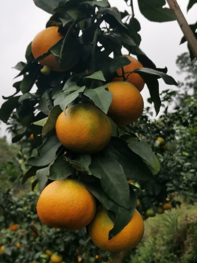供早熟爱媛58杯苗，比普通爱媛橙早熟一个月果大味甜易剥皮
