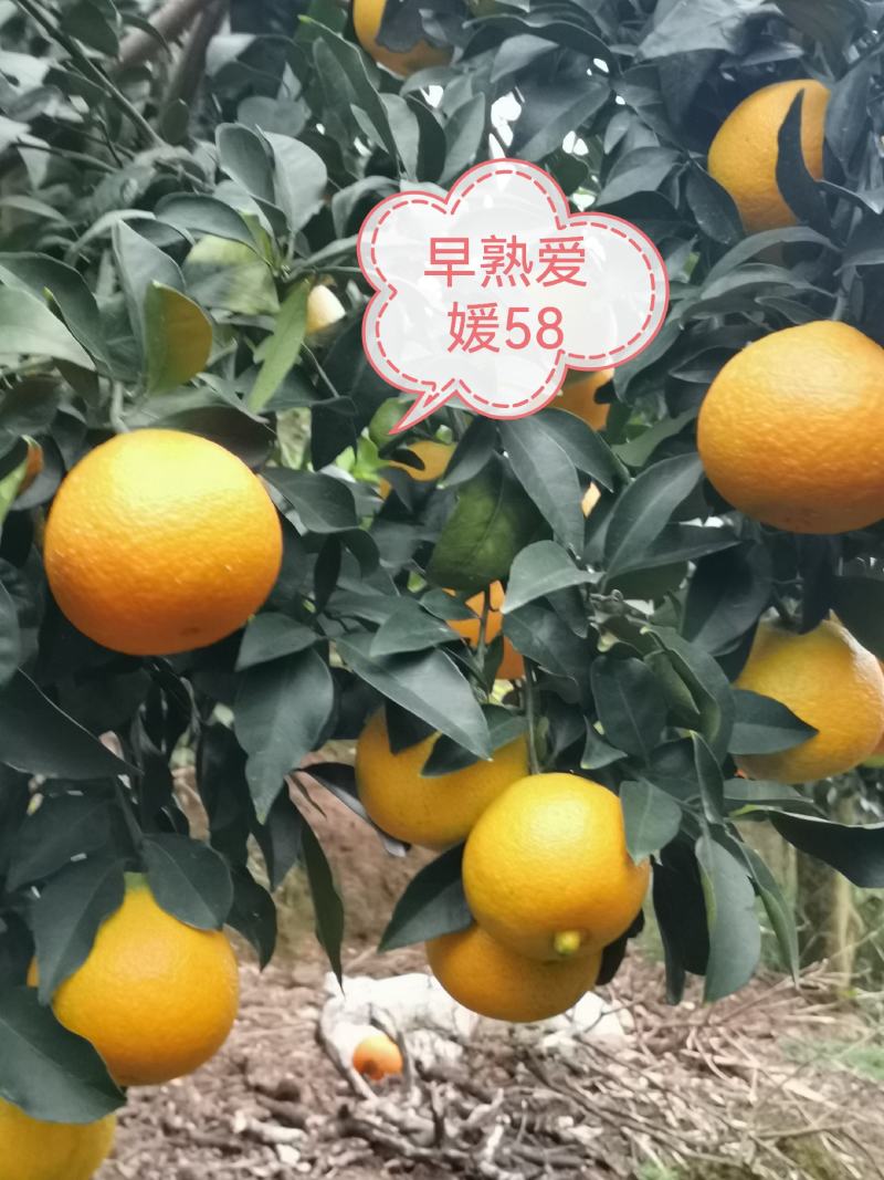 供早熟爱媛58杯苗，比普通爱媛橙早熟一个月果大味甜易剥皮