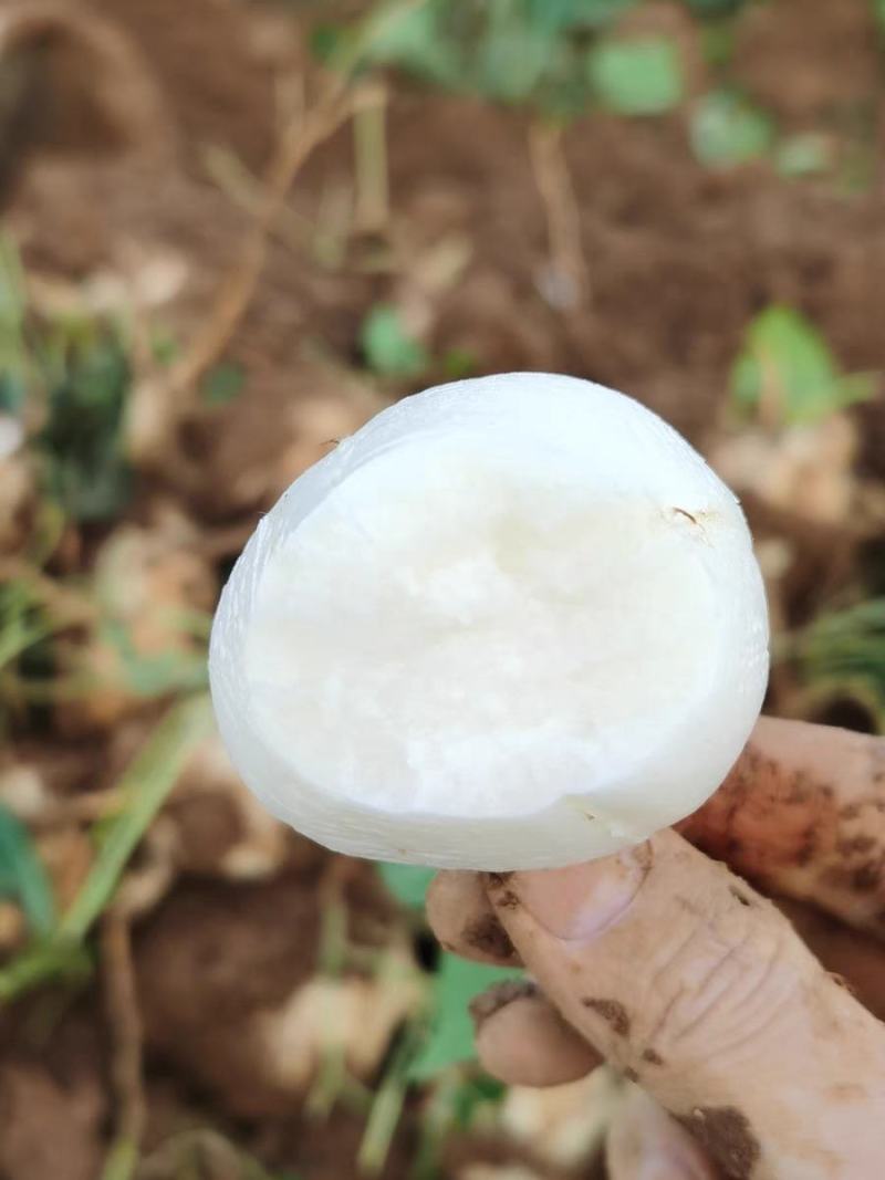 豆薯凉薯地瓜一手货源没有中间商赚差价，欢迎订购