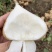 豆薯凉薯地瓜一手货源没有中间商赚差价，欢迎订购