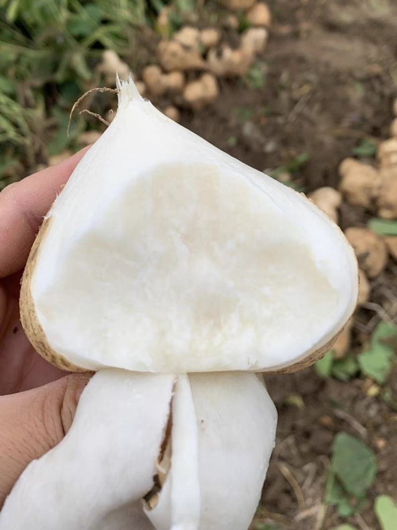豆薯凉薯地瓜一手货源没有中间商赚差价，欢迎订购