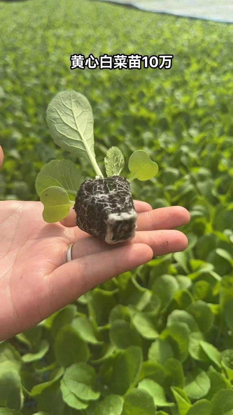 甘蓝苗有机花菜苗西兰花苗白菜苗抗寒抗病强，量大从优