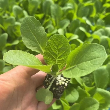 甘蓝苗有机花菜苗西兰花苗白菜苗抗寒抗病强，量大从优