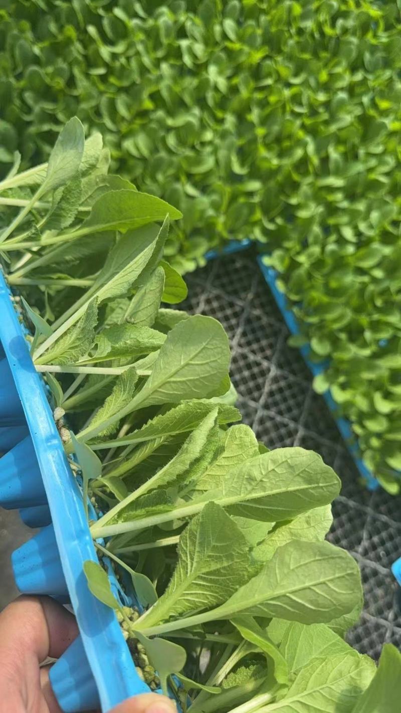 甘蓝苗有机花菜苗西兰花苗白菜苗抗寒抗病强，量大从优