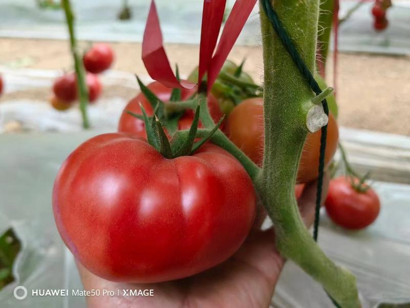 红菜苔苗，量大从优，支持全国发货