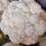 花菜散花白面青梗松花菜鲜花菜市场货电商货