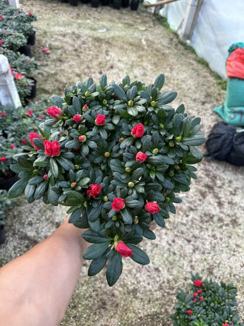 西洋杜鹃