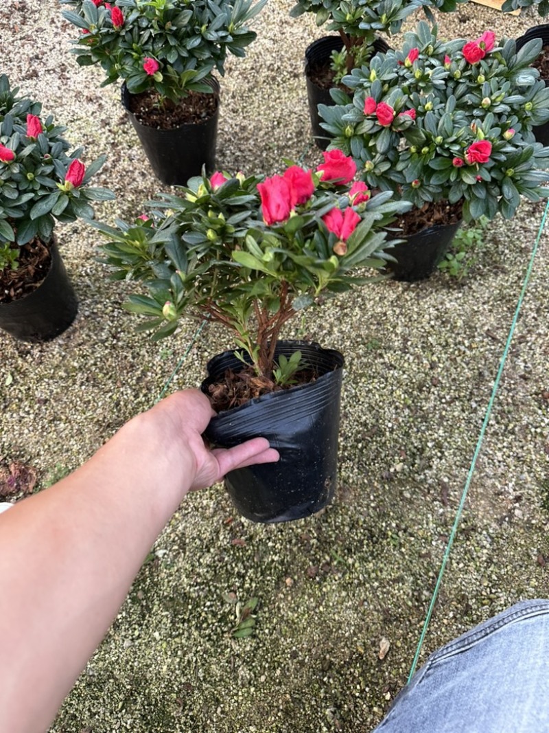 西洋杜鹃