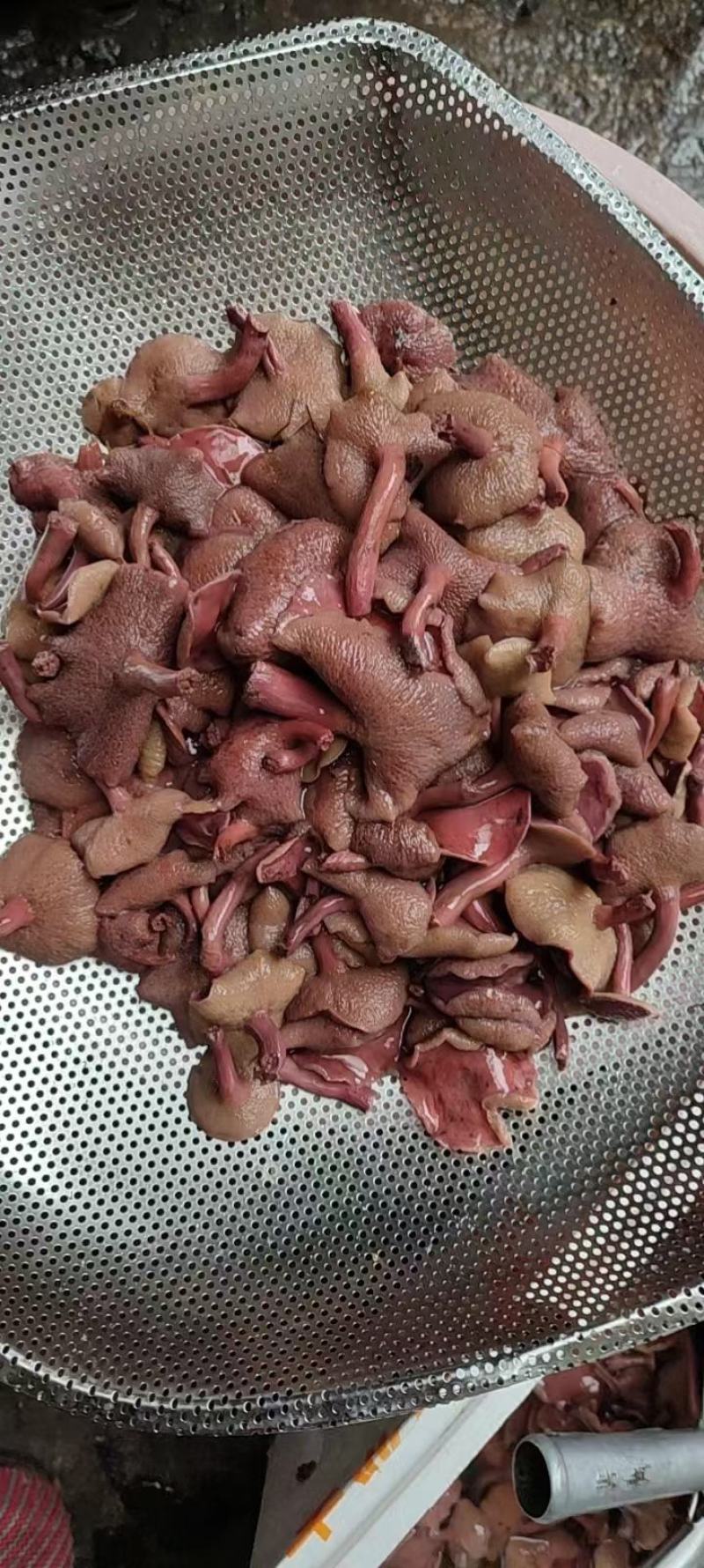 红乳牛肝菌