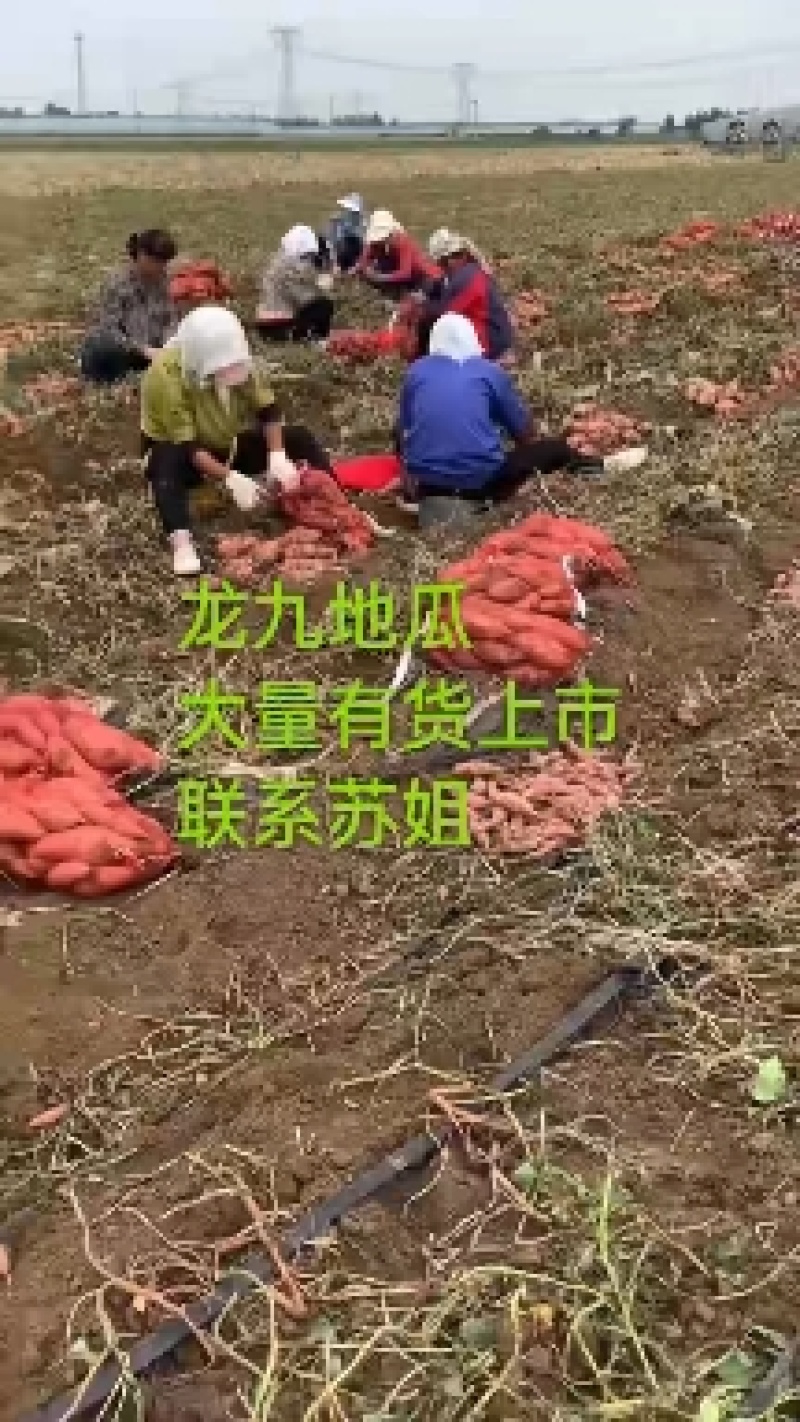 苏姐菜业龙九地瓜大量上市，量大供应，质量放心，信誉可靠，