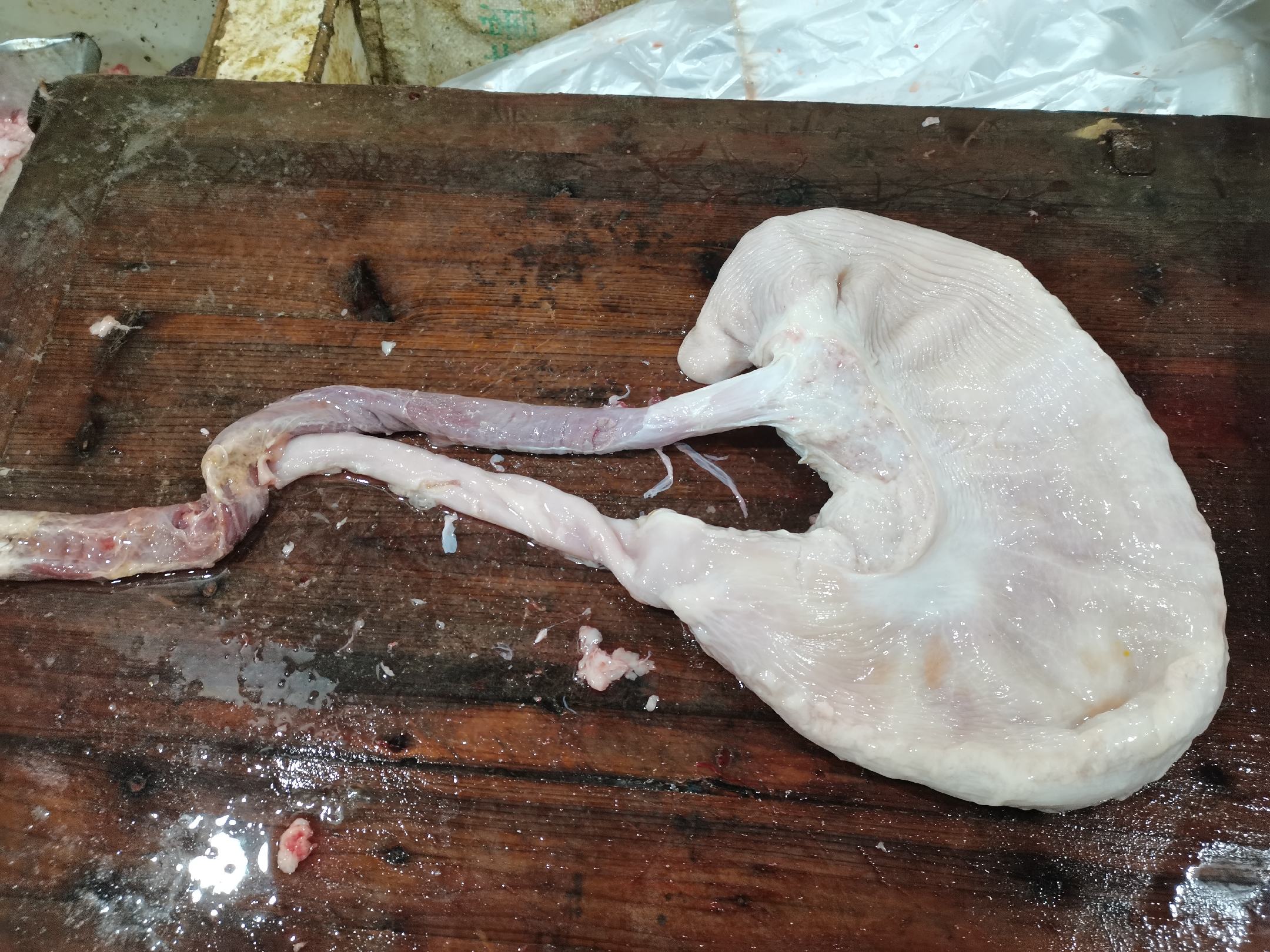 猪肚清洗过程图