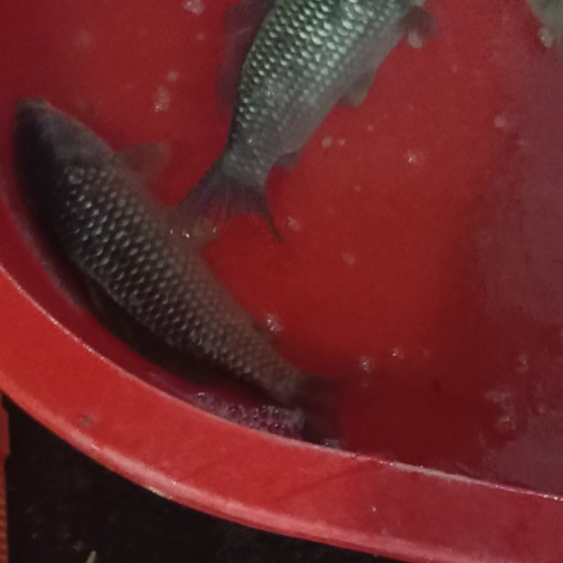 带牌清水鲫鱼