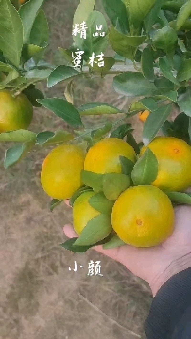 普早蜜桔产地一手货源大量供货对接社区团购电商市场