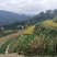 山外山高山泉水稻