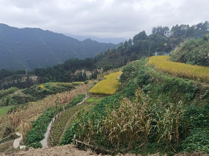 山外山高山泉水稻