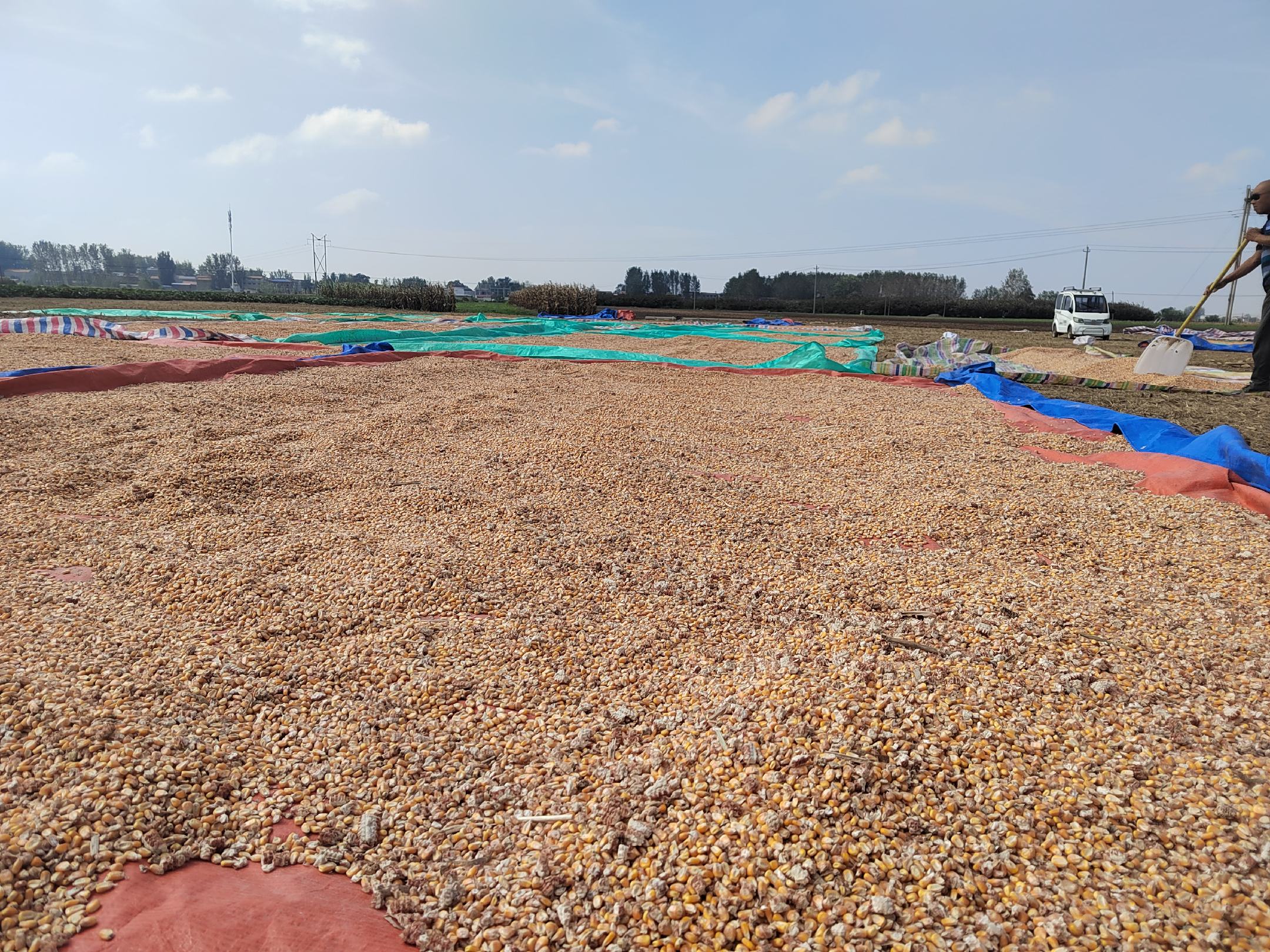 玉米烘干机工作场景