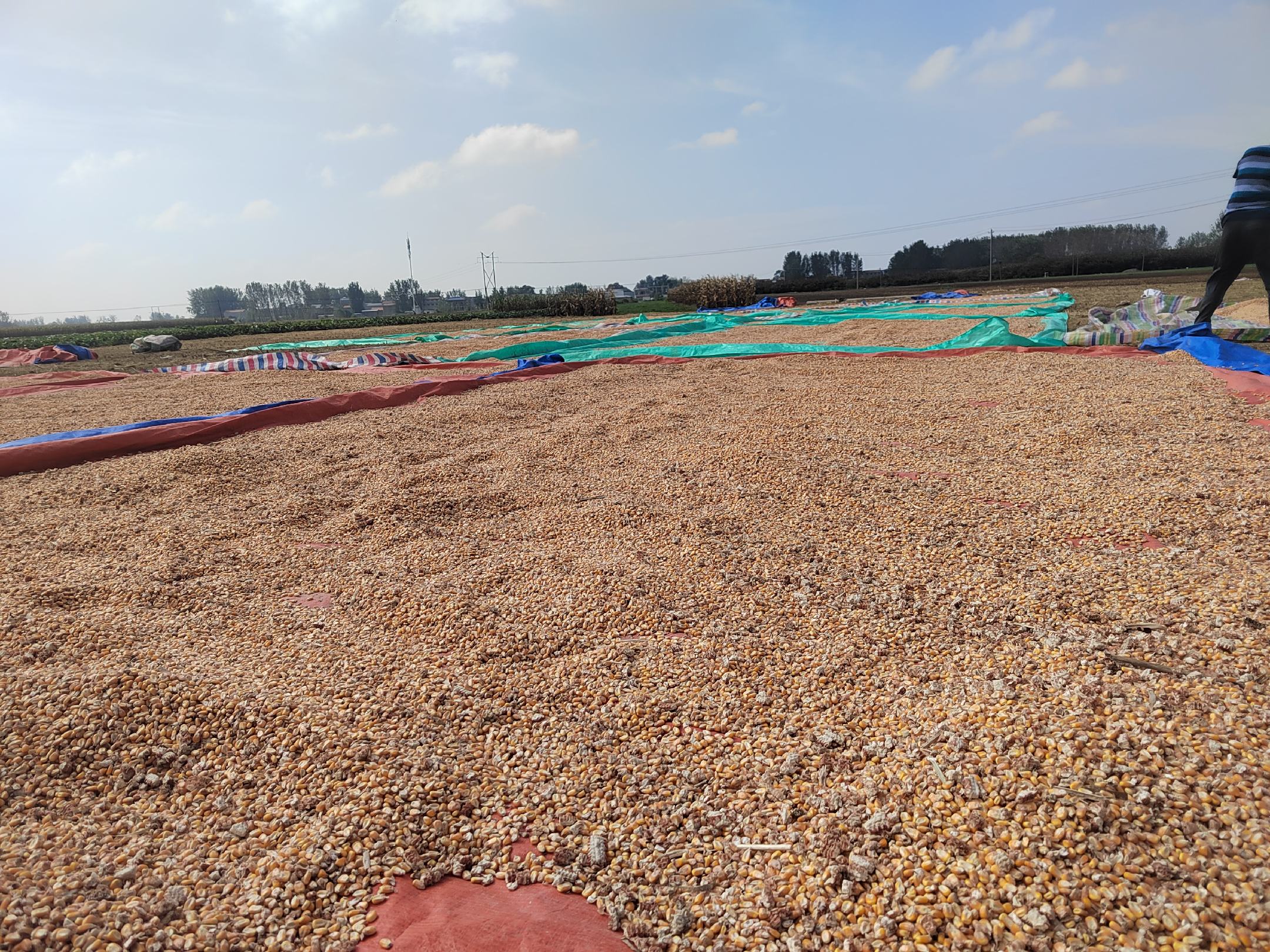 甜玉米花爆制前的玉米粒准备过程