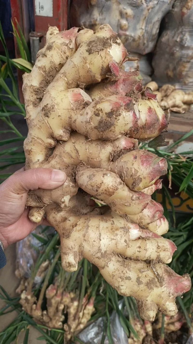 山东鲜姜，块大色正，一手货源，大量现货，产地直发，