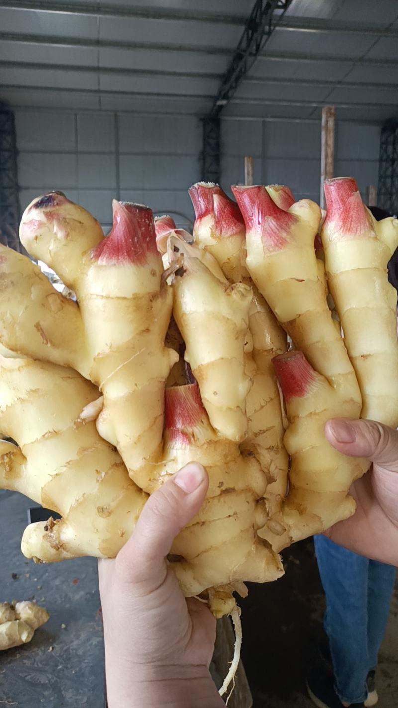 山东鲜姜，块大色正，一手货源，大量现货，产地直发，