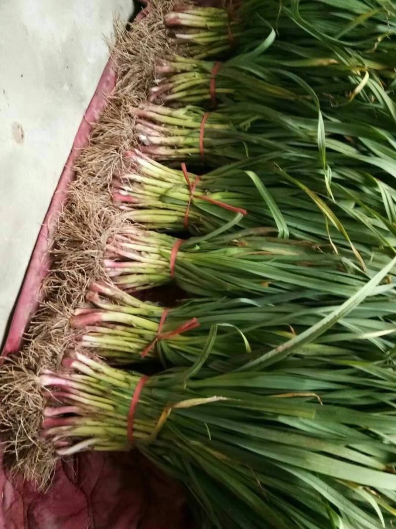 江苏红根蒜苗优质蒜苗大量上市上货快质量有保障合作共赢